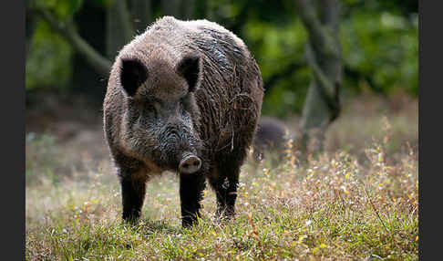 Schwarzwild (Sus scrofa)