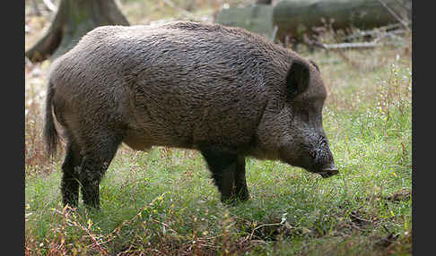 Schwarzwild (Sus scrofa)