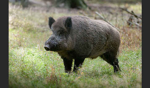 Schwarzwild (Sus scrofa)