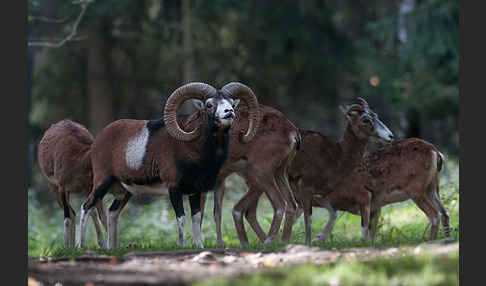 Muffelwild (Ovis ammon musimon)