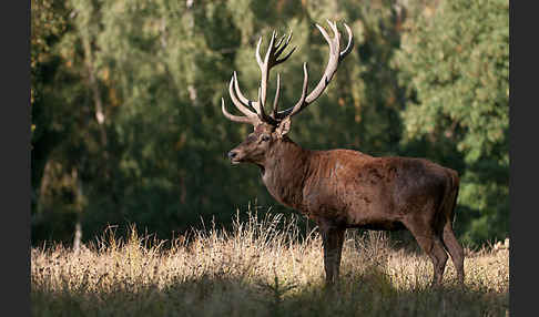 Rotwild (Cervus elaphus)