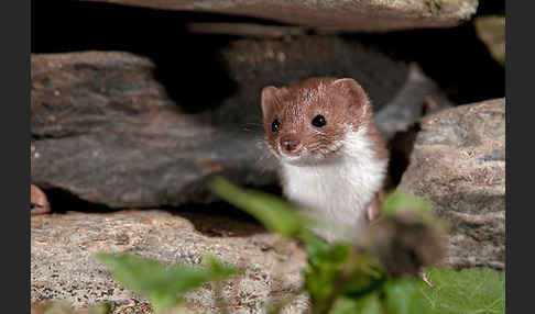 Mauswiesel (Mustela nivalis)