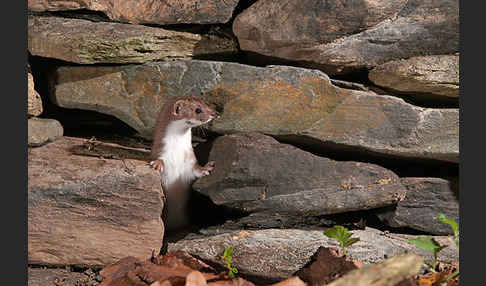 Mauswiesel (Mustela nivalis)