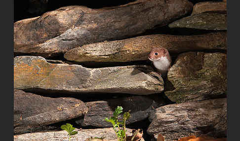 Mauswiesel (Mustela nivalis)