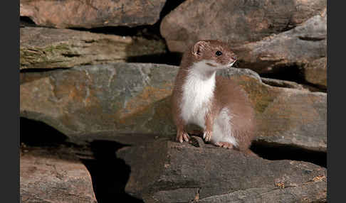 Mauswiesel (Mustela nivalis)