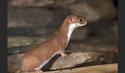 Mauswiesel (Mustela nivalis)