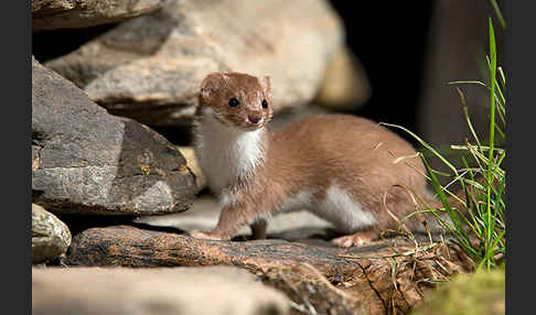 Mauswiesel (Mustela nivalis)