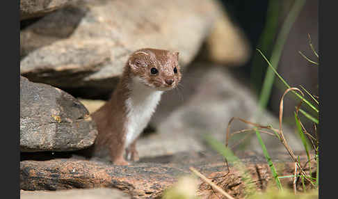 Mauswiesel (Mustela nivalis)