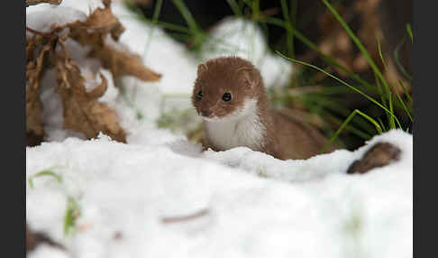 Mauswiesel (Mustela nivalis)