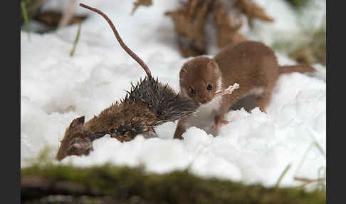 Mauswiesel (Mustela nivalis)