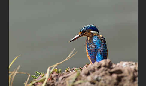 Haubenzwergfischer (Alcedo cristata)