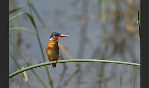 Haubenzwergfischer (Alcedo cristata)