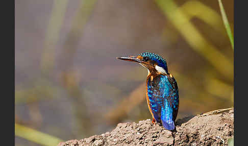 Haubenzwergfischer (Alcedo cristata)