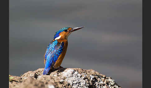 Haubenzwergfischer (Alcedo cristata)