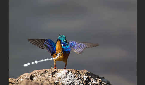 Haubenzwergfischer (Alcedo cristata)