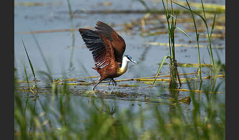 Blaustirn-Blatthühnchen (Actophilornis africanus)