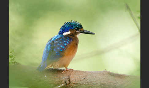 Haubenzwergfischer (Alcedo cristata)