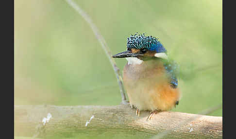 Haubenzwergfischer (Alcedo cristata)