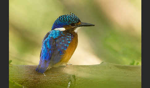 Haubenzwergfischer (Alcedo cristata)