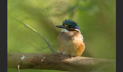 Haubenzwergfischer (Alcedo cristata)