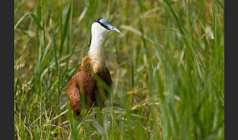 Blaustirn-Blatthühnchen (Actophilornis africanus)