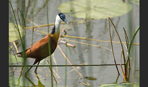 Blaustirn-Blatthühnchen (Actophilornis africanus)