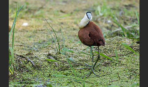 Blaustirn-Blatthühnchen (Actophilornis africanus)