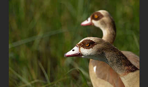 Nilgans (Alopochen aegyptiacus)