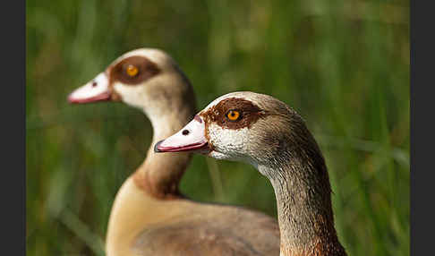 Nilgans (Alopochen aegyptiacus)