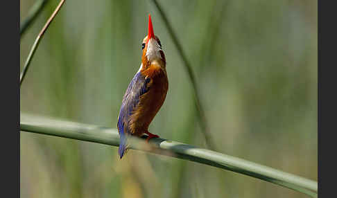 Haubenzwergfischer (Alcedo cristata)