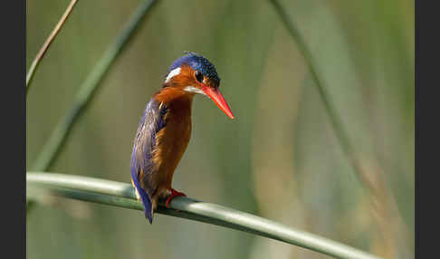 Haubenzwergfischer (Alcedo cristata)