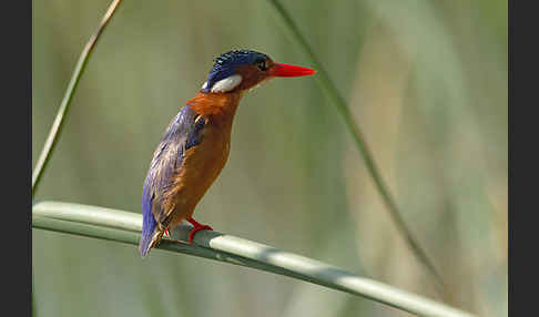 Haubenzwergfischer (Alcedo cristata)