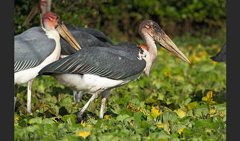 Marabu (Leptoptilos crumiferus)