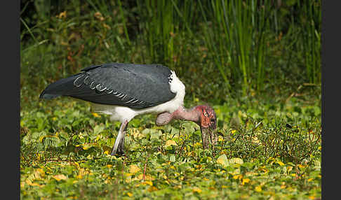 Marabu (Leptoptilos crumiferus)