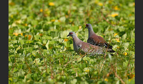 Guineataube (Columba guinea)