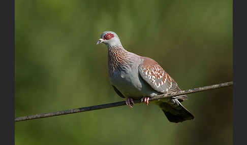 Guineataube (Columba guinea)