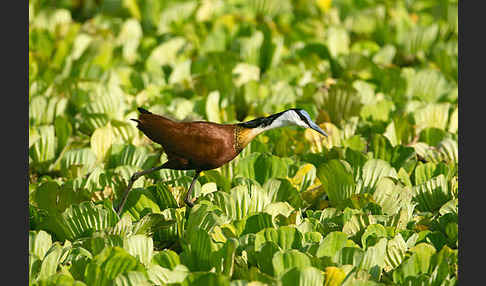 Blaustirn-Blatthühnchen (Actophilornis africanus)