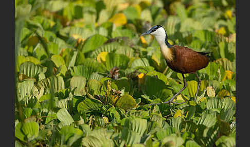 Blaustirn-Blatthühnchen (Actophilornis africanus)