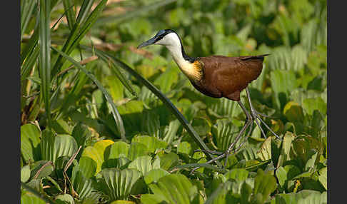 Blaustirn-Blatthühnchen (Actophilornis africanus)