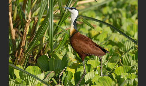 Blaustirn-Blatthühnchen (Actophilornis africanus)