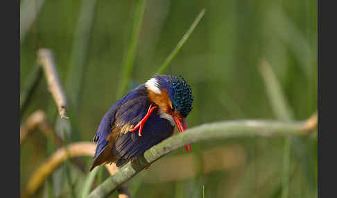 Haubenzwergfischer (Alcedo cristata)