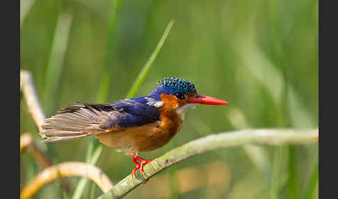 Haubenzwergfischer (Alcedo cristata)