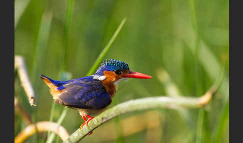 Haubenzwergfischer (Alcedo cristata)