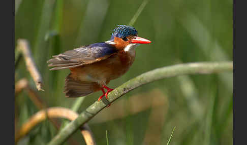 Haubenzwergfischer (Alcedo cristata)