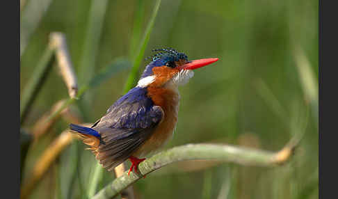 Haubenzwergfischer (Alcedo cristata)