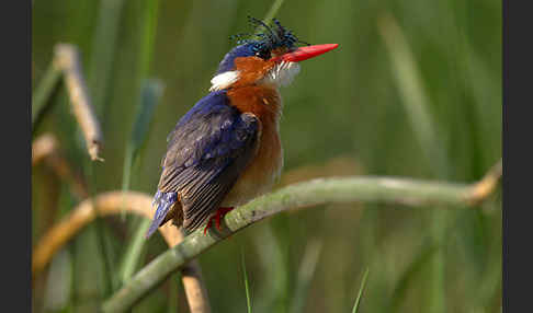 Haubenzwergfischer (Alcedo cristata)