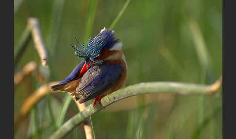 Haubenzwergfischer (Alcedo cristata)