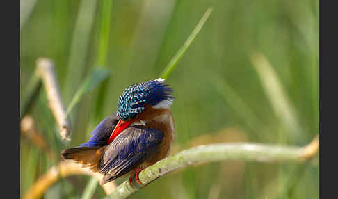 Haubenzwergfischer (Alcedo cristata)