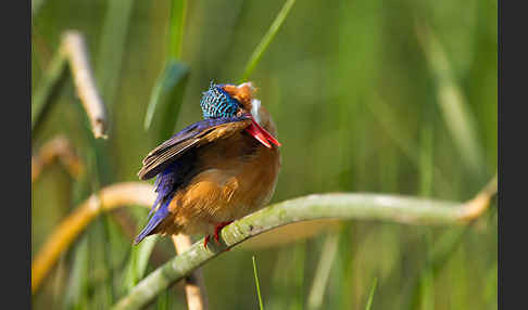 Haubenzwergfischer (Alcedo cristata)