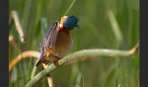 Haubenzwergfischer (Alcedo cristata)